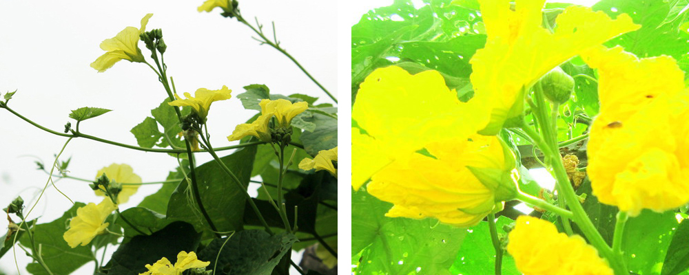 1561789927351999.jpg 4.jpg